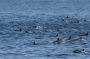 Baja05 - 455 * Common dolphin have beautiful markings